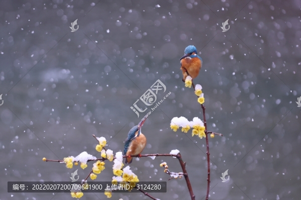 雪中翠鳥