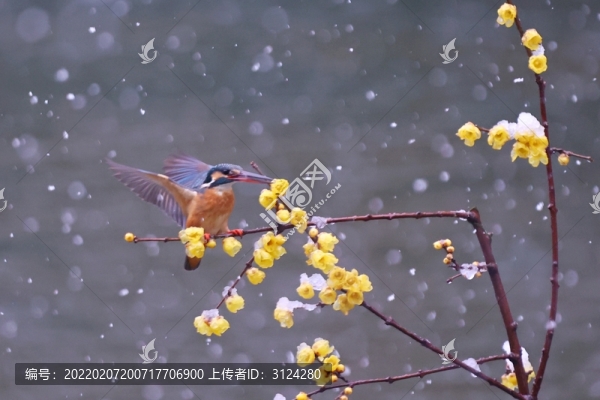 雪中翠鳥
