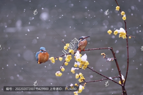 雪中翠鳥