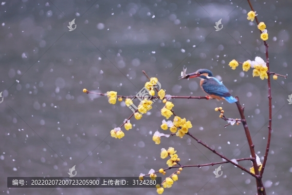雪中翠鳥