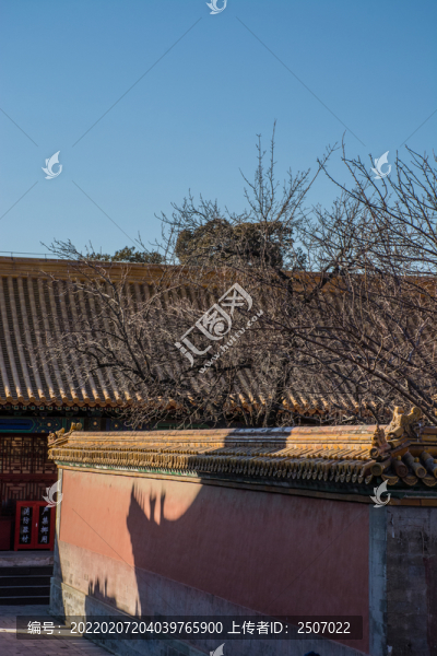 冬季故宮伸出紅墻的樹