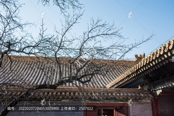 冬季故宮伸出紅墻的樹