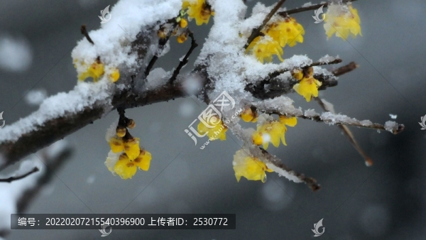 冰雪臘梅