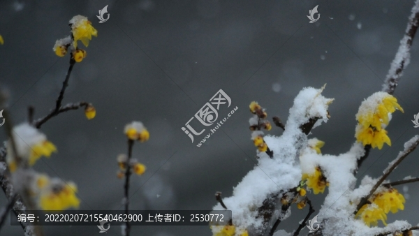 冰雪臘梅