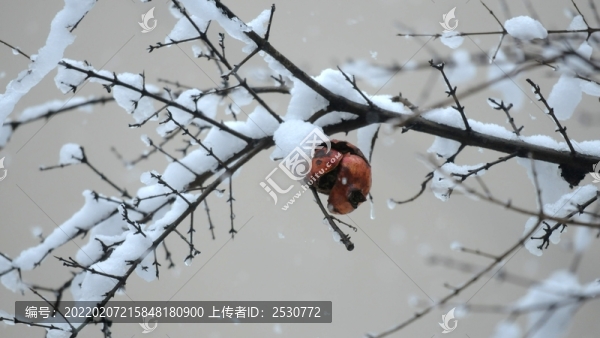 雪枝