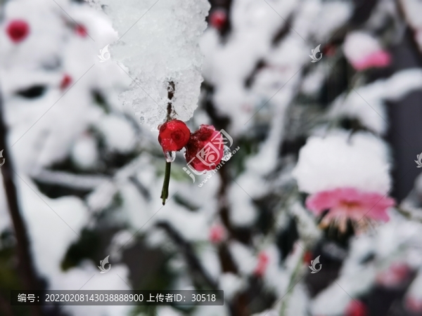 雪中臘梅