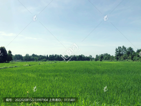 田野