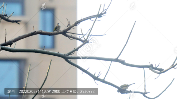 樹枝上的白頭鵯