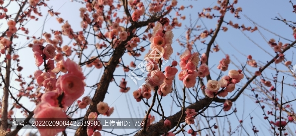 梅花