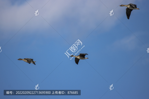 豆雁