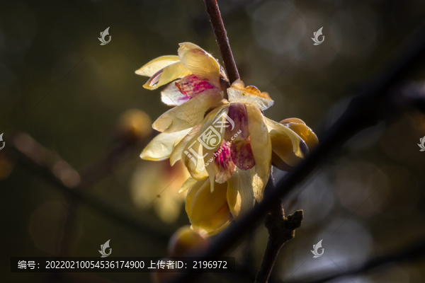 特寫(xiě)蠟梅花