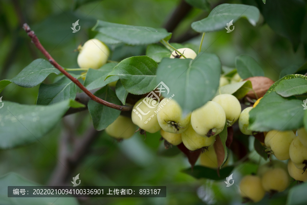 即將成熟的海棠果