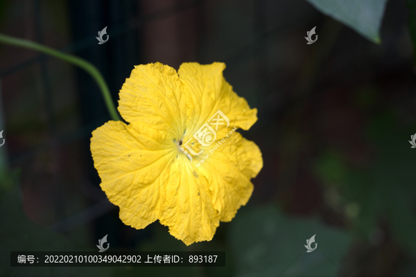 漂亮的絲瓜花
