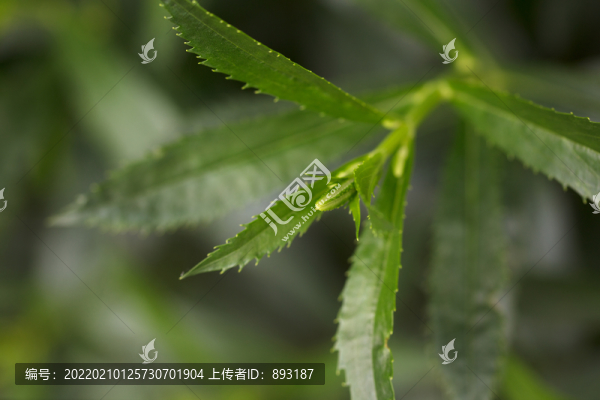 假龍頭花植物葉子