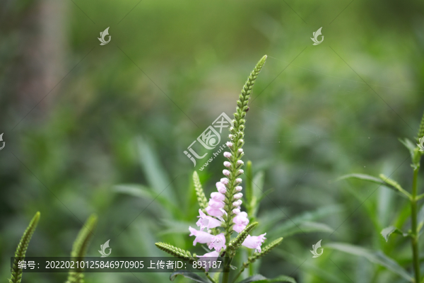 戶外的假龍頭花