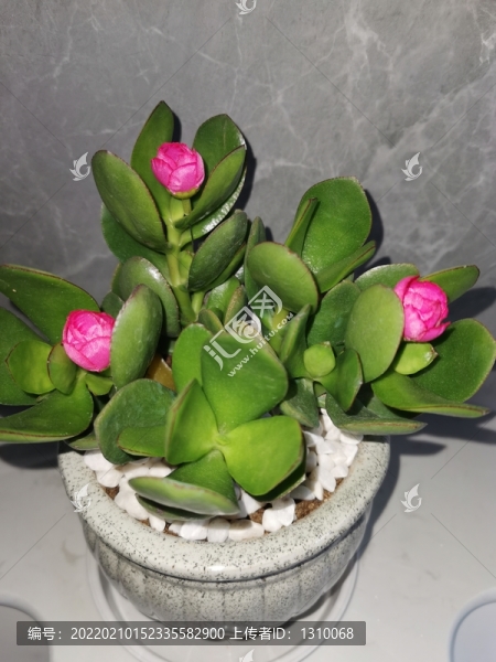 多肉植物