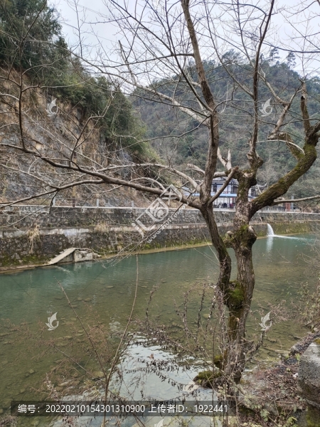 古樹與河流