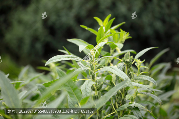 農(nóng)田里種植的芝麻