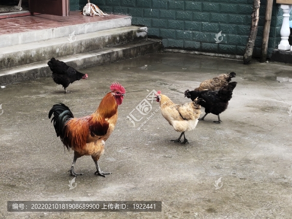 土雞