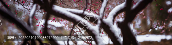 寬幅雪中紅梅全景圖