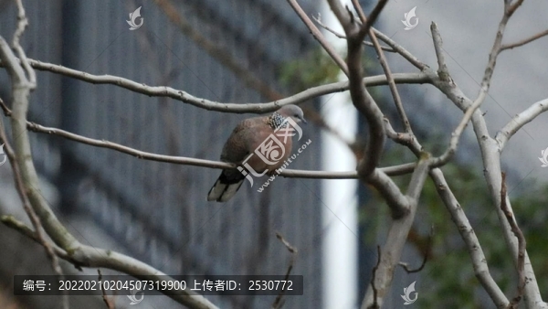 斑鳩