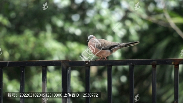 斑鳩
