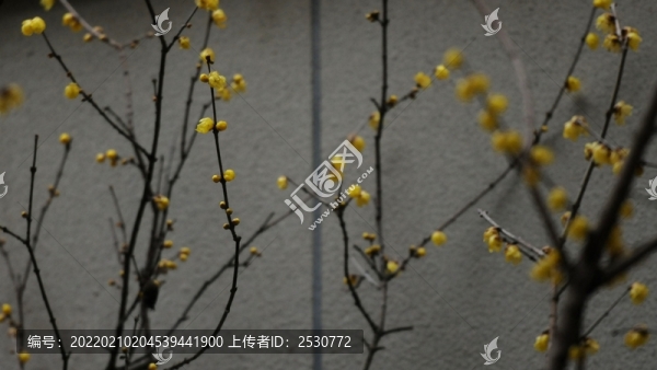 臘梅