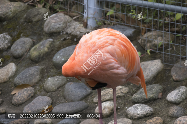 蜷縮脖子的火烈鳥