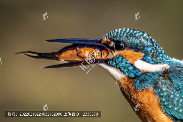翠鳥捕魚