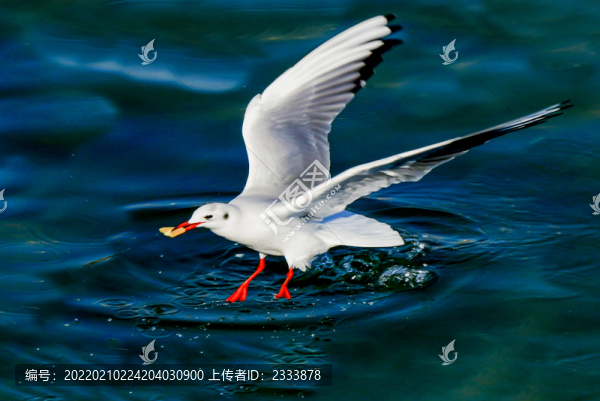 海鷗