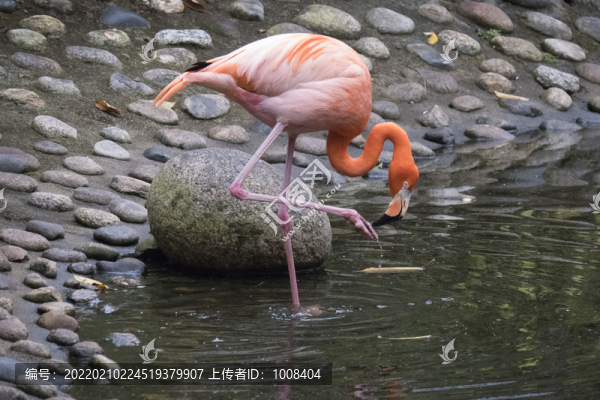 單腿站立在水面覓食的火烈鳥