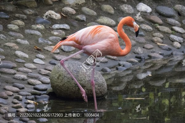 單腿站立的火烈鳥(niǎo)長(zhǎng)焦素材