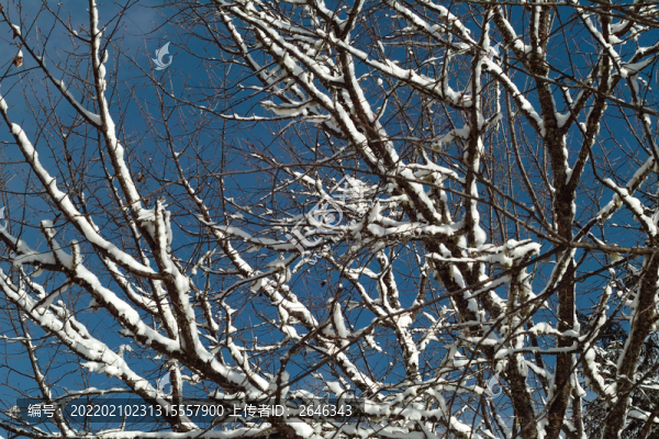 雪景樹枝