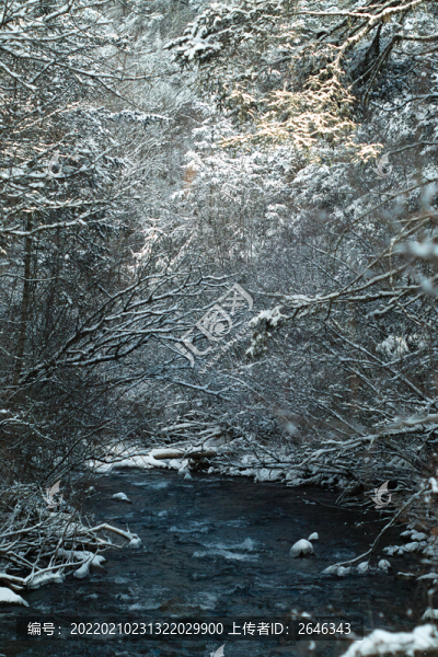 積雪的樹枝