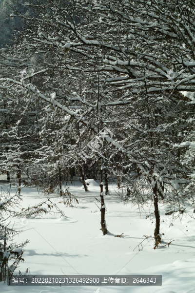 樹林雪景