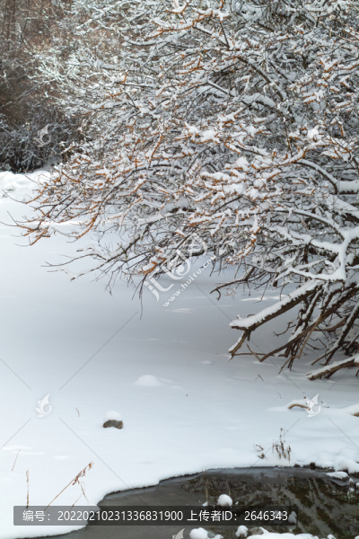 冰雪中的沙棘樹沙棘樹