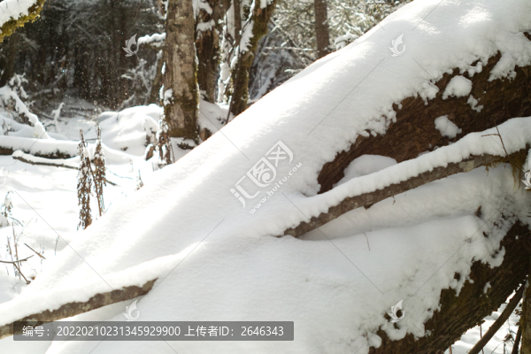 原始森林雪景