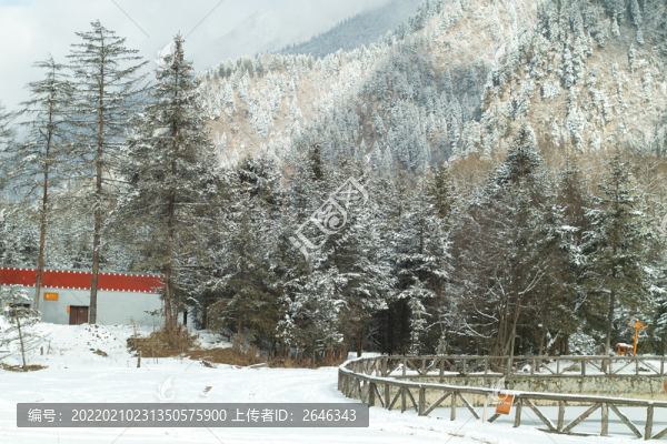 雪后森林