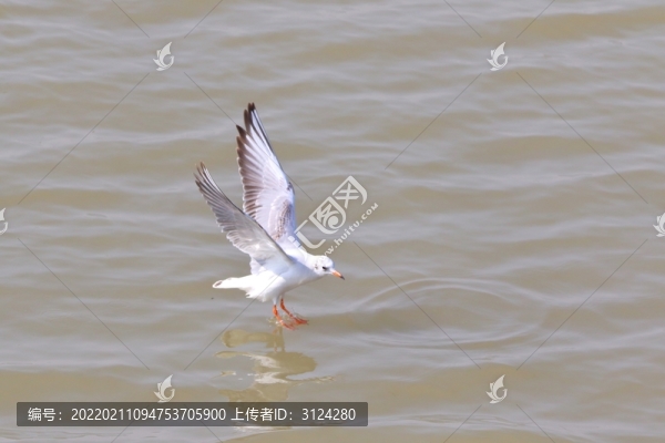 海鷗