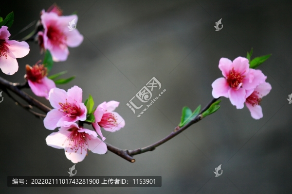 桃花枝