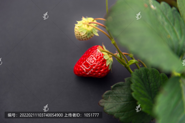 草莓