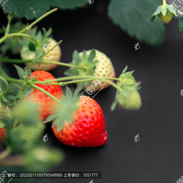 草莓素材