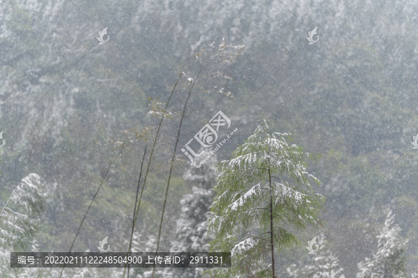 寒潮降雪樹木枝頭白雪覆蓋