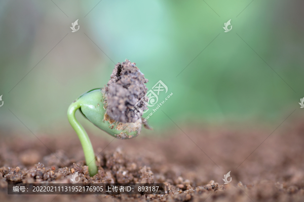 春季自然界長出的嫩芽