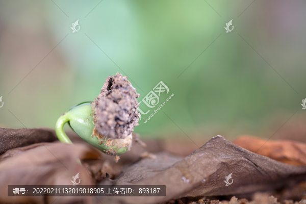 春季自然界長出的嫩芽