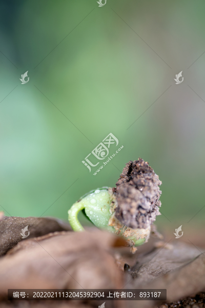 春季自然界長出的嫩芽