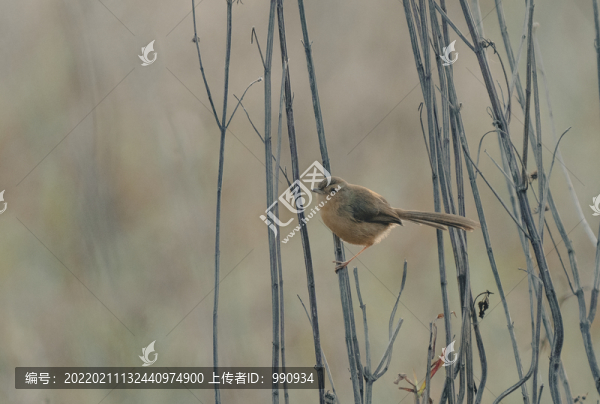 鳥類