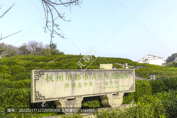 龍井茶種植