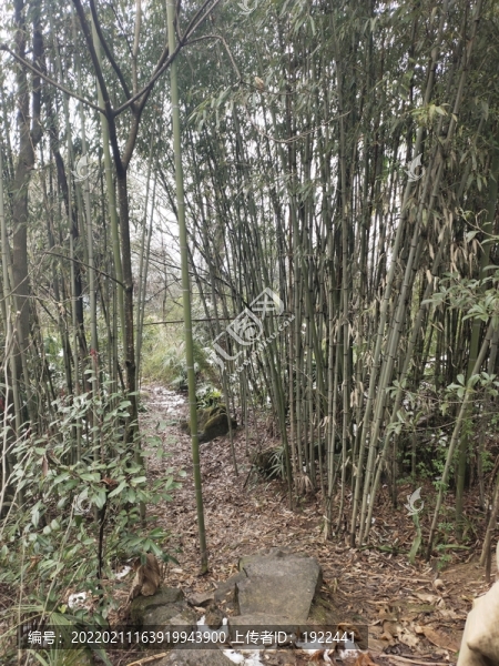 竹林