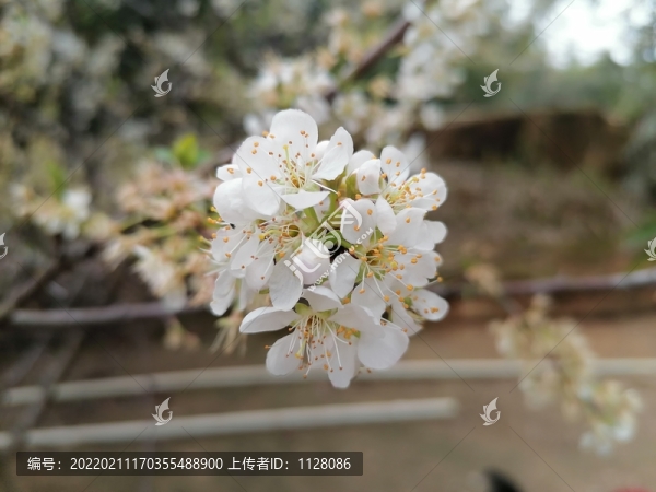 李花
